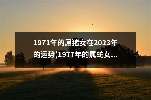 1971年的属猪女在2023年的运势(1977年的属蛇女在2023年的运势)