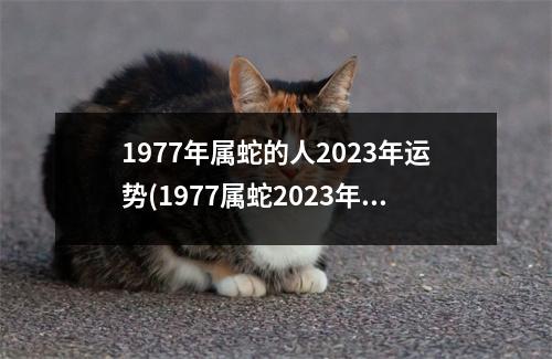 1977年属蛇的人2023年运势(1977属蛇2023年47岁以后运气)