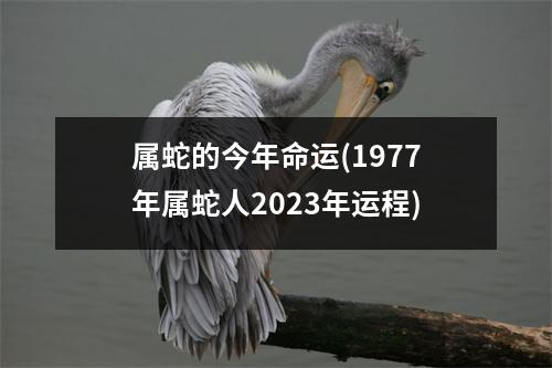 属蛇的今年命运(1977年属蛇人2023年运程)