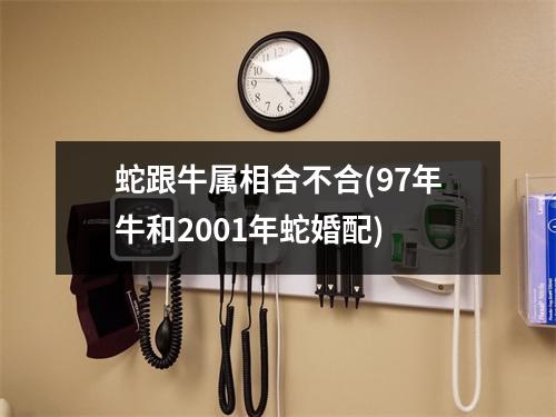 蛇跟牛属相合不合(97年牛和2001年蛇婚配)