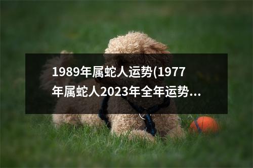 1989年属蛇人运势(1977年属蛇人2023年全年运势)