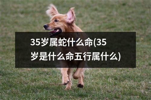 35岁属蛇什么命(35岁是什么命五行属什么)