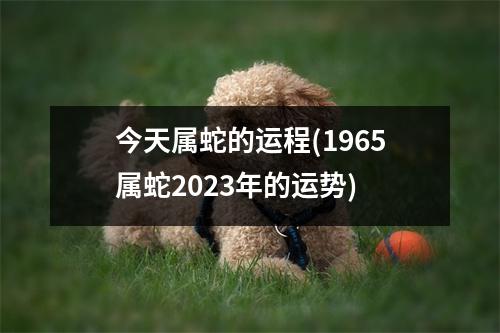 今天属蛇的运程(1965属蛇2023年的运势)