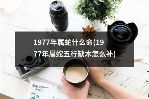 1977年属蛇什么命(1977年属蛇五行缺木怎么补)