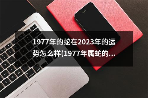 1977年的蛇在2023年的运势怎么样(1977年属蛇的人2023年的运势及运程)