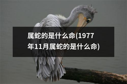 属蛇的是什么命(1977年11月属蛇的是什么命)