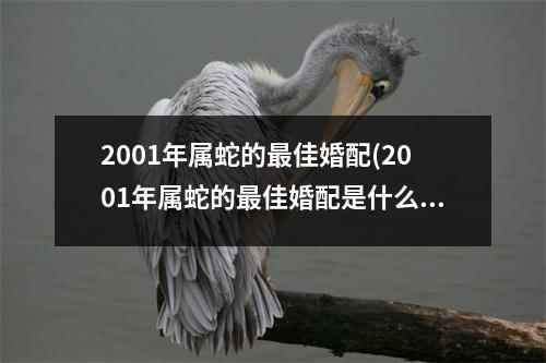 2001年属蛇的佳婚配(2001年属蛇的佳婚配是什么)