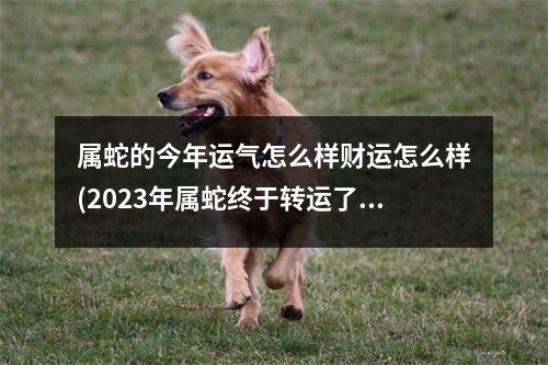 属蛇的今年运气怎么样财运怎么样(2023年属蛇终于转运了)