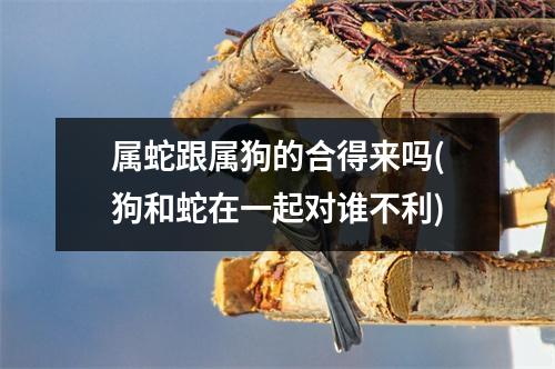 属蛇跟属狗的合得来吗(狗和蛇在一起对谁不利)