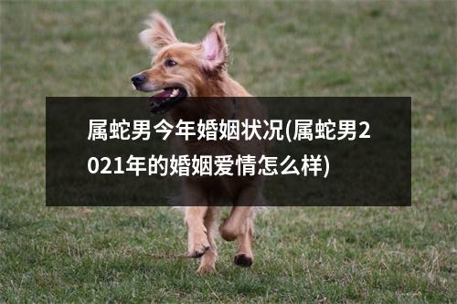 属蛇男今年婚姻状况(属蛇男2021年的婚姻爱情怎么样)