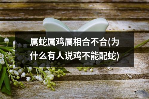 属蛇属鸡属相合不合(为什么有人说鸡不能配蛇)