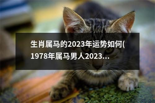 生肖属马的2023年运势如何(1978年属马男人2023年全年运势)