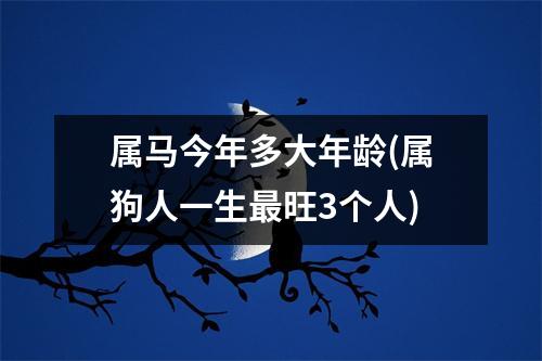 属马今年多大年龄(属狗人一生旺3个人)