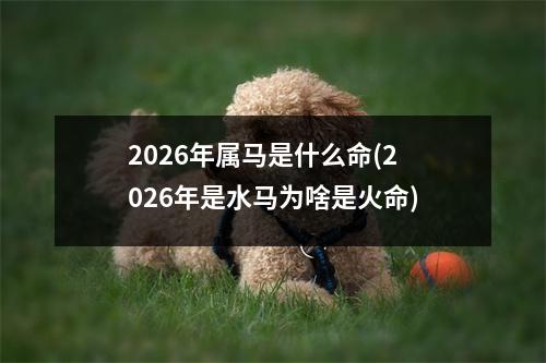 2026年属马是什么命(2026年是水马为啥是火命)