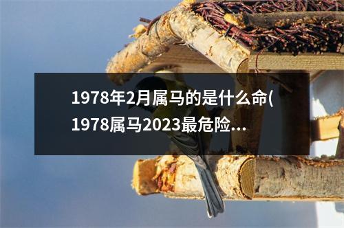 1978年2月属马的是什么命(1978属马2023危险的一个月)