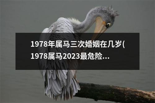 1978年属马三次婚姻在几岁(1978属马2023危险的一个月)