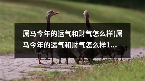 属马今年的运气和财气怎么样(属马今年的运气和财气怎么样1978年出生)