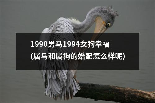 1990男马1994女狗幸福(属马和属狗的婚配怎么样呢)