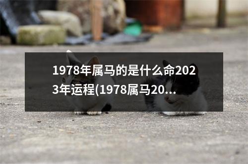 1978年属马的是什么命2023年运程(1978属马2023危险的一个月)