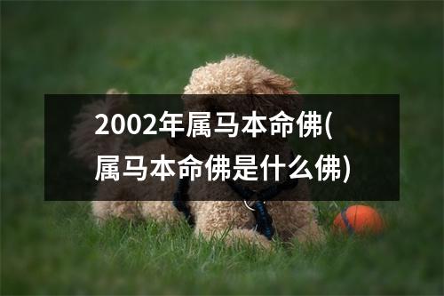 2002年属马本命佛(属马本命佛是什么佛)