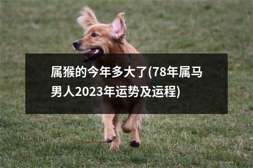 属猴的今年多大了(78年属马男人2023年运势及运程)