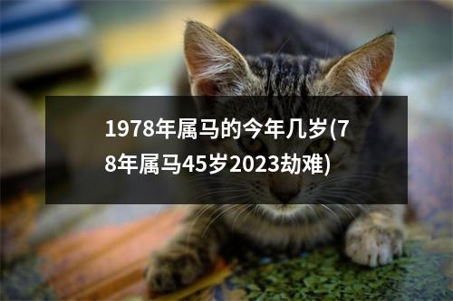 1978年属马的今年几岁(78年属马45岁2023劫难)