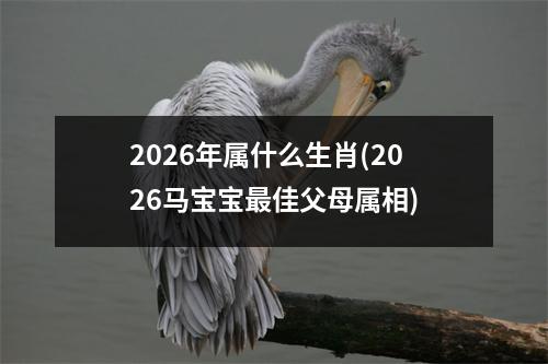 2026年属什么生肖(2026马宝宝佳父母属相)