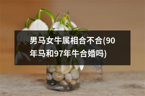 男马女牛属相合不合(90年马和97年牛合婚吗)