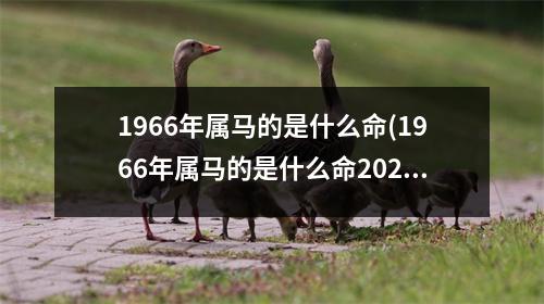 1966年属马的是什么命(1966年属马的是什么命2022年运程)