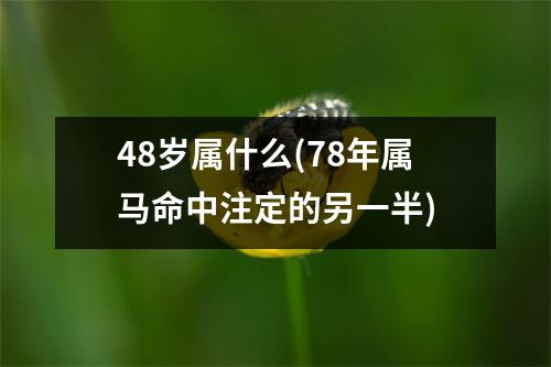 48岁属什么(78年属马命中注定的另一半)