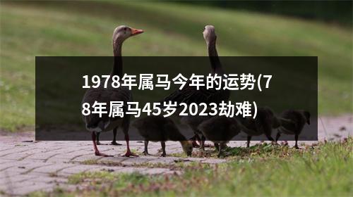 1978年属马今年的运势(78年属马45岁2023劫难)