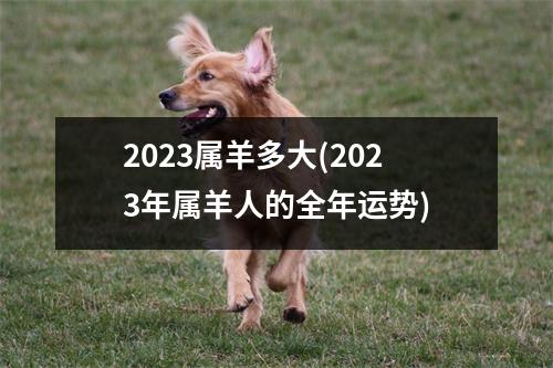 2023属羊多大(2023年属羊人的全年运势)