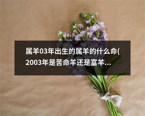 属羊03年出生的属羊的什么命(2003年是苦命羊还是富羊)