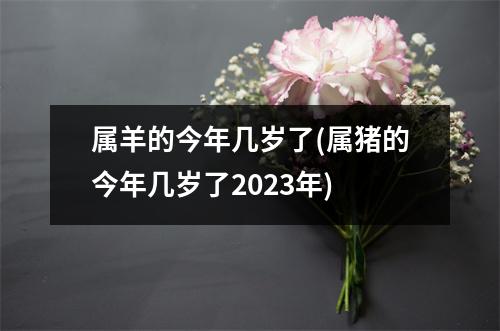 属羊的今年几岁了(属猪的今年几岁了2023年)