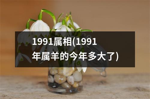 1991属相(1991年属羊的今年多大了)