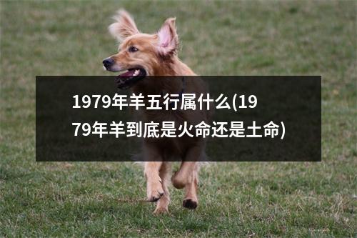 1979年羊五行属什么(1979年羊到底是火命还是土命)