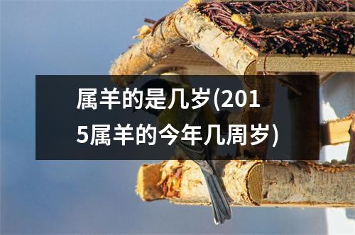 属羊的是几岁(2015属羊的今年几周岁)