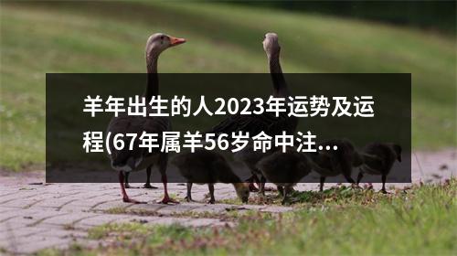 羊年出生的人2023年运势及运程(67年属羊56岁命中注定2023)