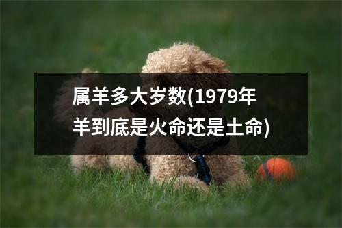 属羊多大岁数(1979年羊到底是火命还是土命)