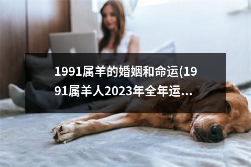 1991属羊的婚姻和命运(1991属羊人2023年全年运势如何)