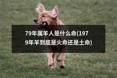 79年属羊人是什么命(1979年羊到底是火命还是土命)