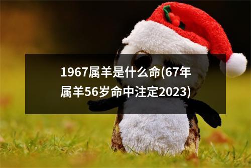 1967属羊是什么命(67年属羊56岁命中注定2023)