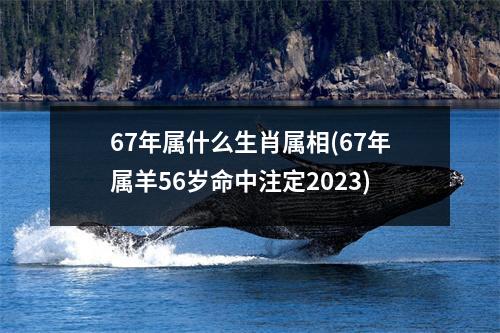 67年属什么生肖属相(67年属羊56岁命中注定2023)