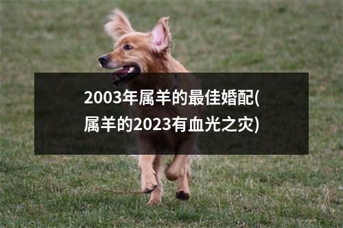 2003年属羊的佳婚配(属羊的2023有血光之灾)