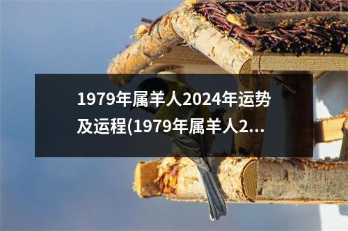 1979年属羊人2024年运势及运程(1979年属羊人2024年运势女)