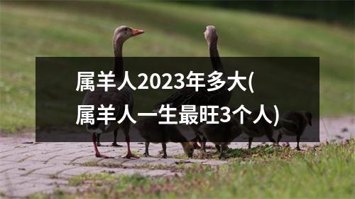 属羊人2023年多大(属羊人一生旺3个人)