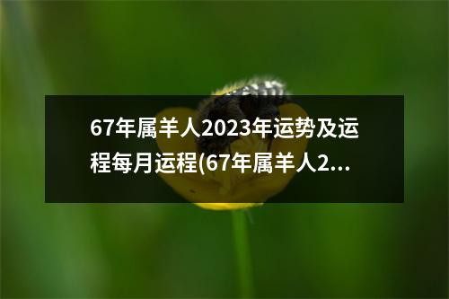 67年属羊人2023年运势及运程每月运程(67年属羊人2023年运势及运程每月运程详解)