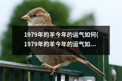 1979年的羊今年的运气如何(1979年的羊今年的运气如何免费)