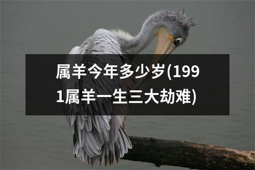 属羊今年多少岁(1991属羊一生三大劫难)