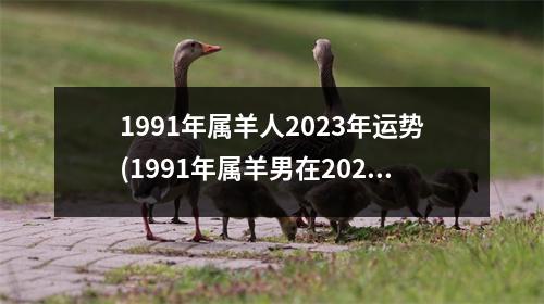 1991年属羊人2023年运势(1991年属羊男在2023年的运势)